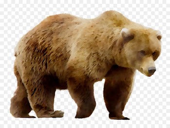 Grizzly bear Art Painting Poster -  