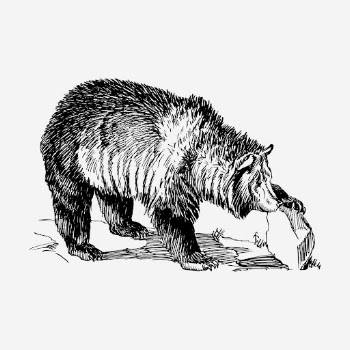 Grizzly bear hand drawn illustration. | Free Photo - rawpixel