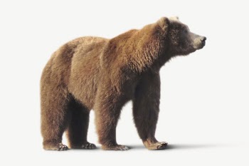 Grizzly bear isolated on white, | Free PSD - rawpixel