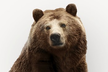 Grizzly bear isolated on white, | Free PSD - rawpixel