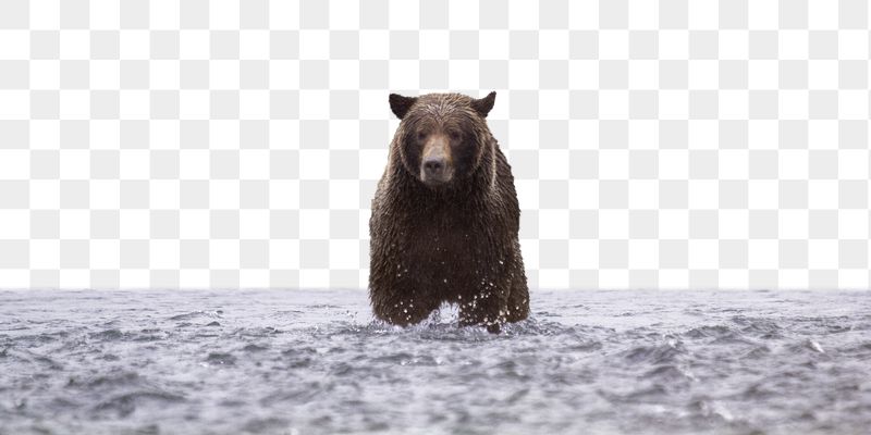 Grizzly bear png border sticker, | Free PNG - rawpixel