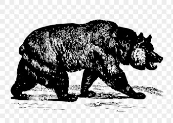 Grizzly bear png clipart, vintage | Free PNG - rawpixel