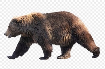 Grizzly bear png clipart, wildlife, | Free PNG - rawpixel