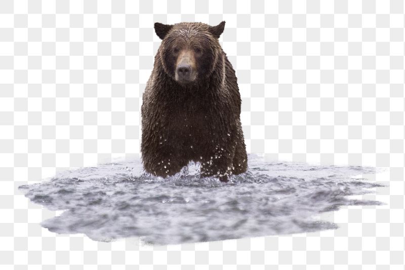 Grizzly bear png sticker, animal, | Free PNG - rawpixel