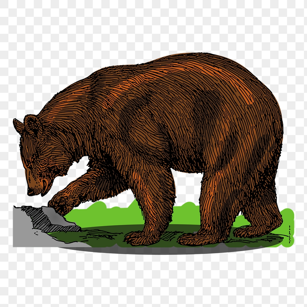 Grizzly bear png sticker, vintage | Free PNG - rawpixel
