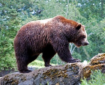 GrizzlyAdams.jpg