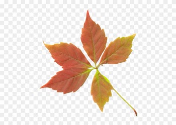 Grnleaf Maple Leaf Oak - Fall Leaf