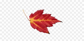 Grnleaf Maple Leaf Oak - Maple Leaf