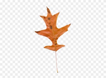 Grnleaf Maple Leaf Oak - Oak Leaf