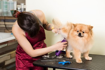 Groomer woman haircut cute pomeranian in hair service. Dog grooming