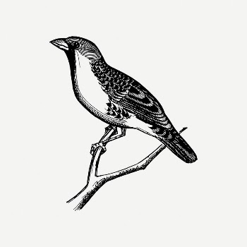 Grosbeak bird clipart, vintage animal | Free PSD Illustration - rawpixel