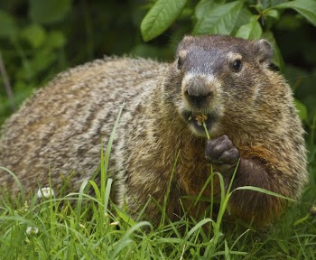 Ground hog, animal background. Free | Free Photo - rawpixel