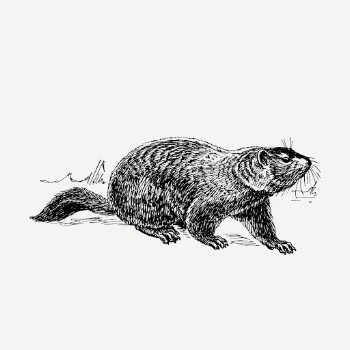 Ground hog drawing clipart, animal | Free PSD - rawpixel