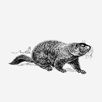 Ground hog hand drawn illustration. | Free Photo - rawpixel