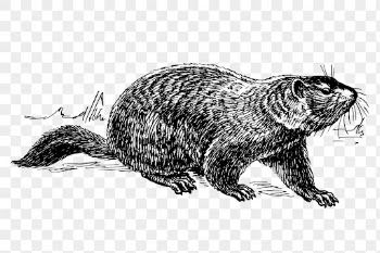 Ground hog png clipart, animal | Free PNG - rawpixel
