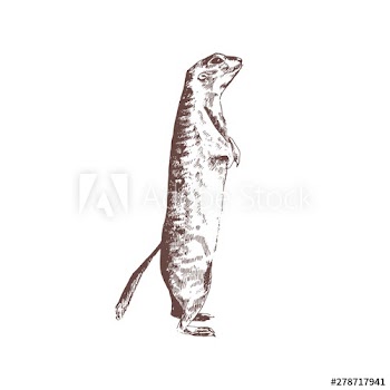 Ground squirrel hand drawn with contour lines on white background