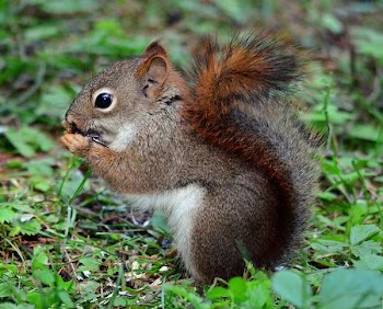 Ground Squirrel.JPG