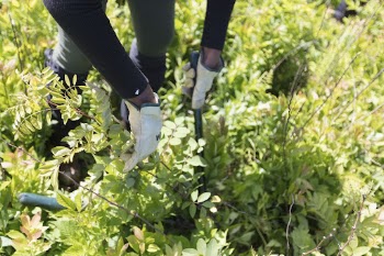 Groundwork RVA's Green Team. Free | Free Photo - rawpixel