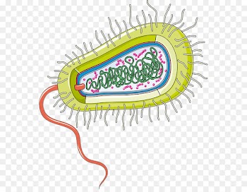 Group A Streptococcus, Bacteria, Gut Flora, Line, Line Art PNG