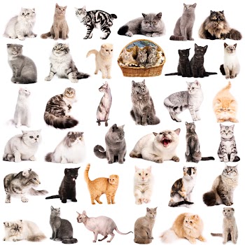 Group of 36 cats breeds in front of a white background
