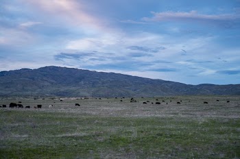 Group of Animal on Green Grass Field