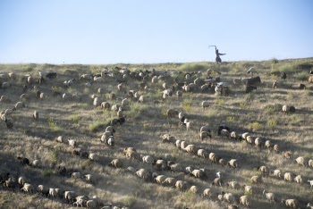 Group of Animal on Hill
