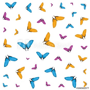 group of beautiful butterflies flying pattern