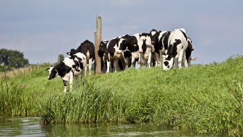 Group of Black-and-white Cows Near River