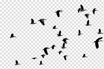 Group of black birds, Bird migration Flight Duck Animal migration, flying bird transparent background PNG clipart