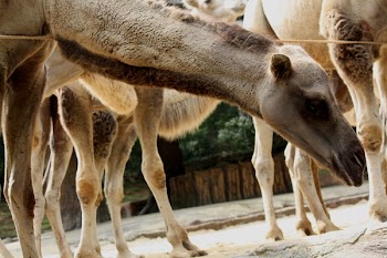 Group of Brown Camels Near Green Trees