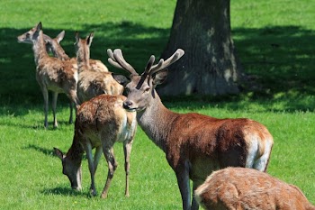 Group of Brown Deer on Green Grass Near Tree during Daytime