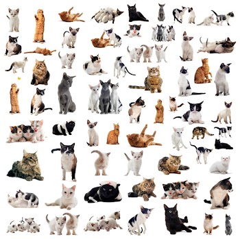 group of cats and kitten on a white background