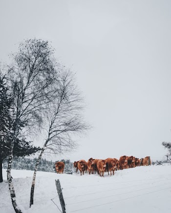 Group of Cattle on Snowfield