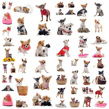 group of chihuahua in situation in front of white background