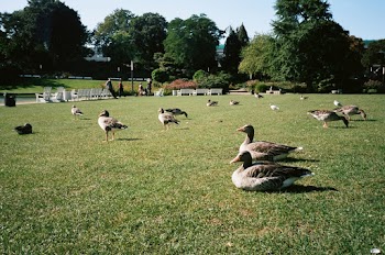 Group of Ducks