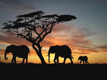 Group of elephant in africa