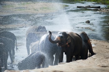 Group of Elephants in Water