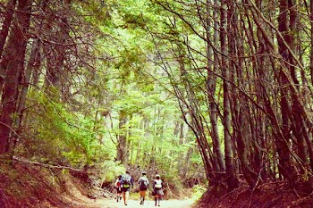 Group of Four People Walking on Tree Pathway