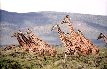 Group of Giraffe Surrounded by the Green Trees