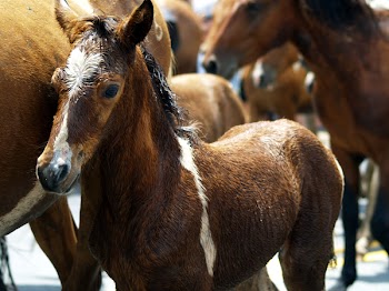 Group of Horses during Day
