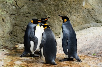 Group of Penguins