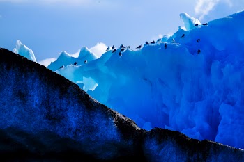 Group of Penguins Walking on Iceberg