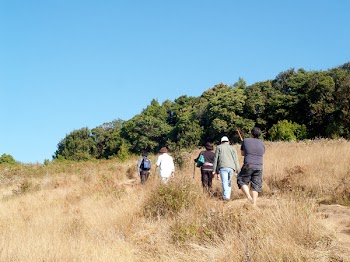 Group of People Walking on Grass Field