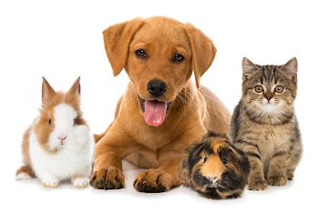 Group of pets