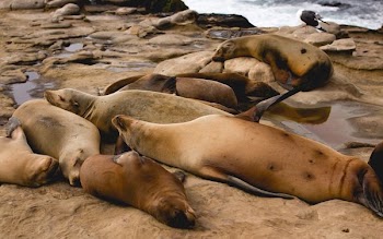group of seal in shore