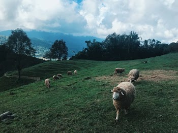 Group of Sheep at the Field