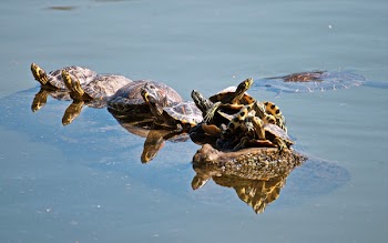 Group of Turtles on Body of Water