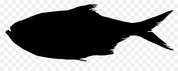 Grouper, Triso Dermopterus, Whiskers, Black, Tail PNG