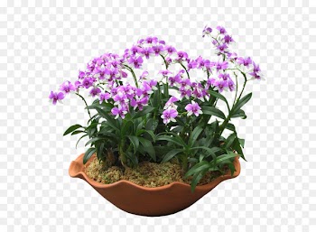 Grow light Light-emitting diode Flowerpot Houseplant - Bonsai 