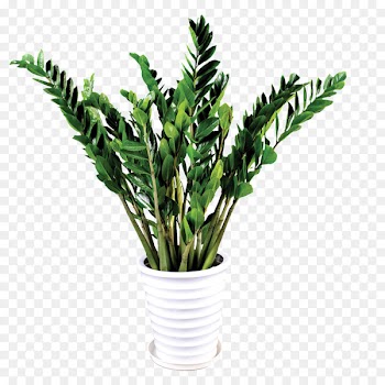 Grow light Plants Houseplant Taobao Penjing - flower pot 